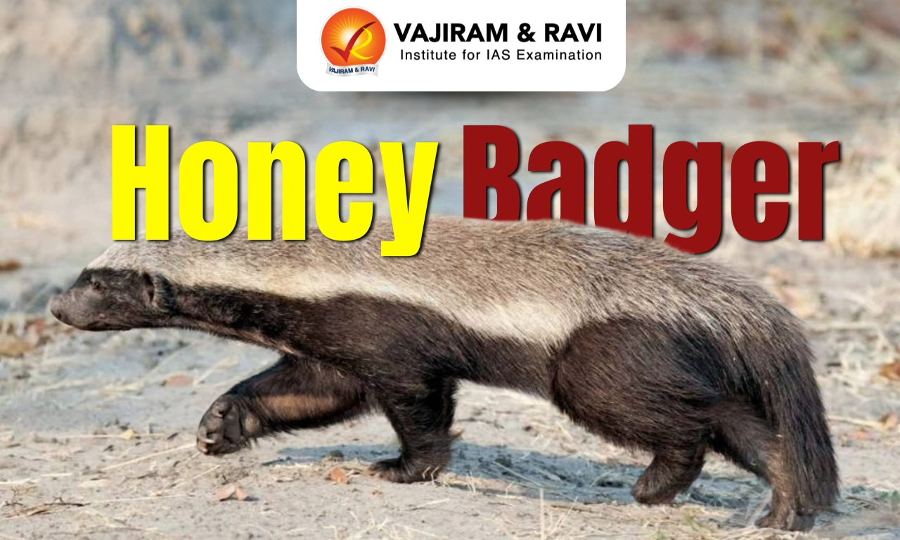 Honey Badger