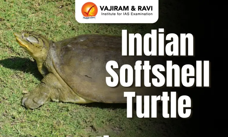 Indian Softshell Turtle