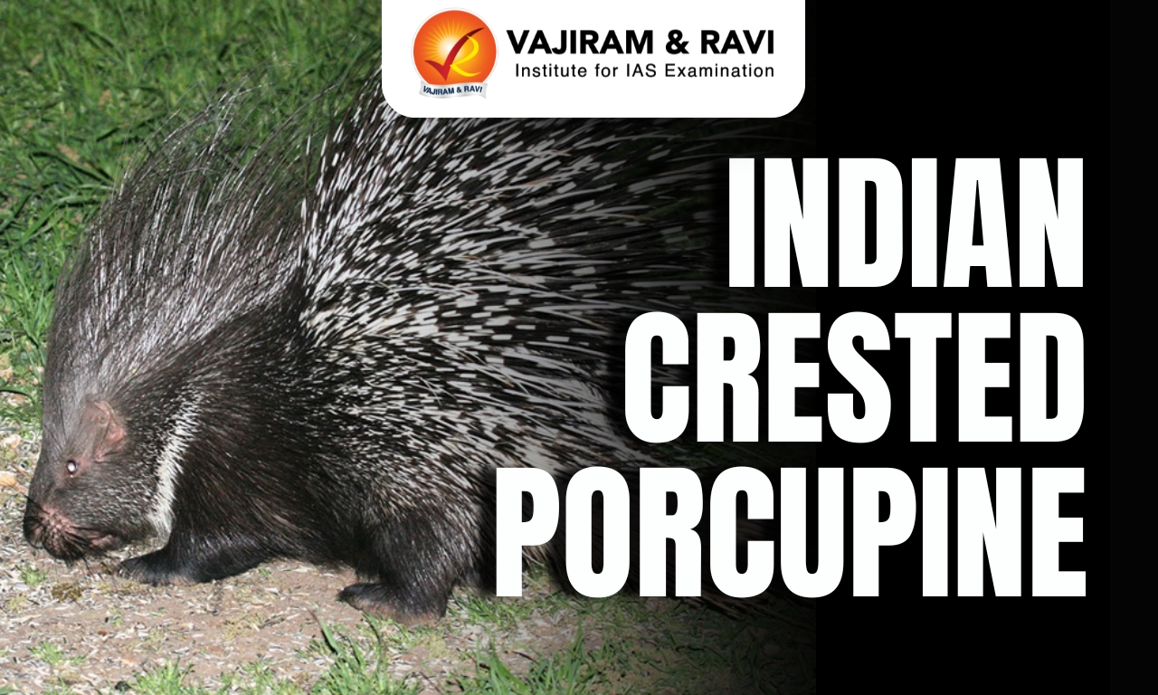 Indian Crested Porcupine