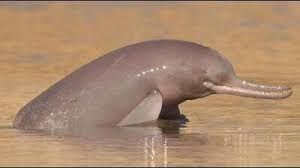 Indus River Dolphin