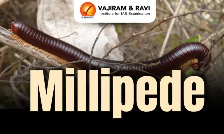 Millipede