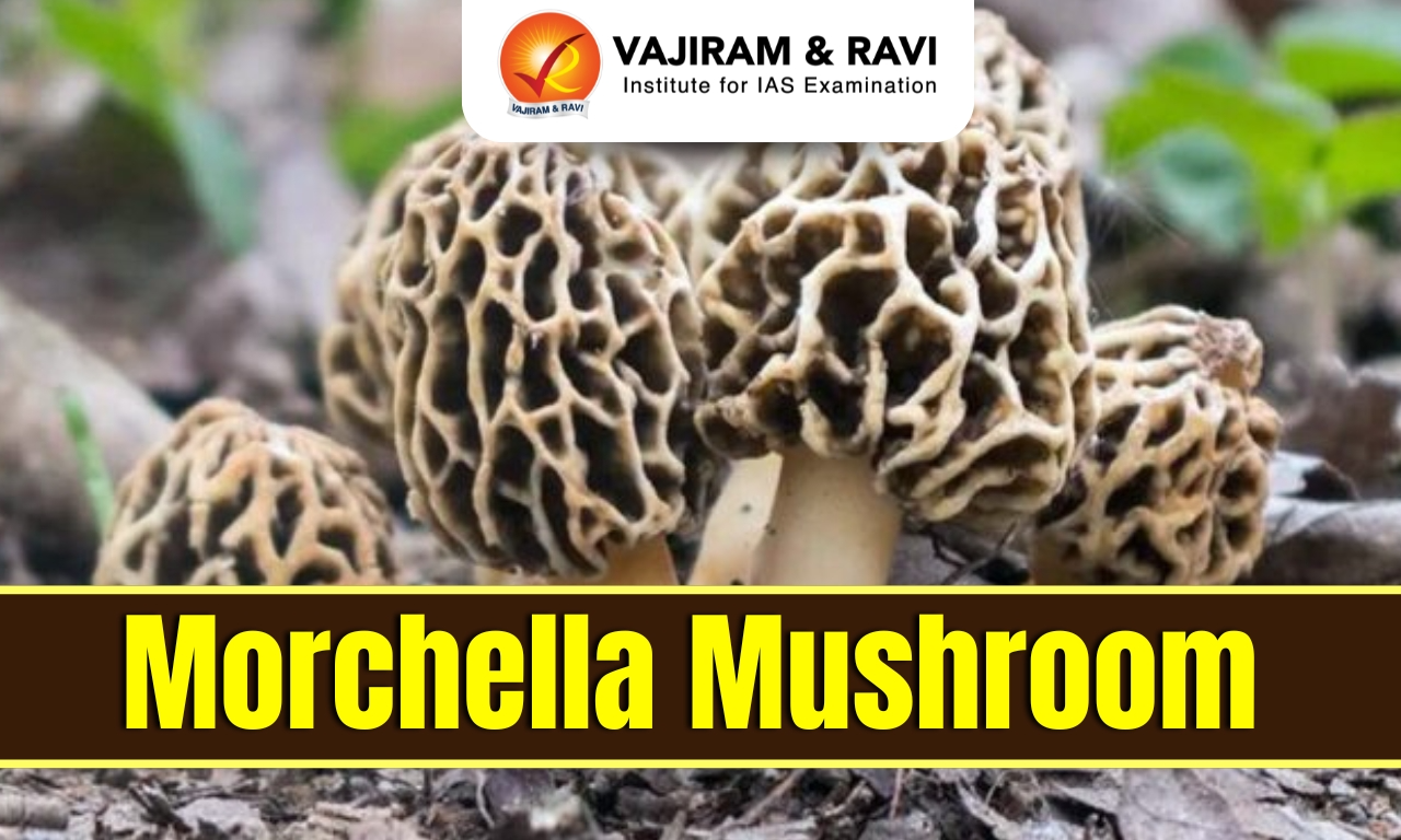 Morchella Mushroom