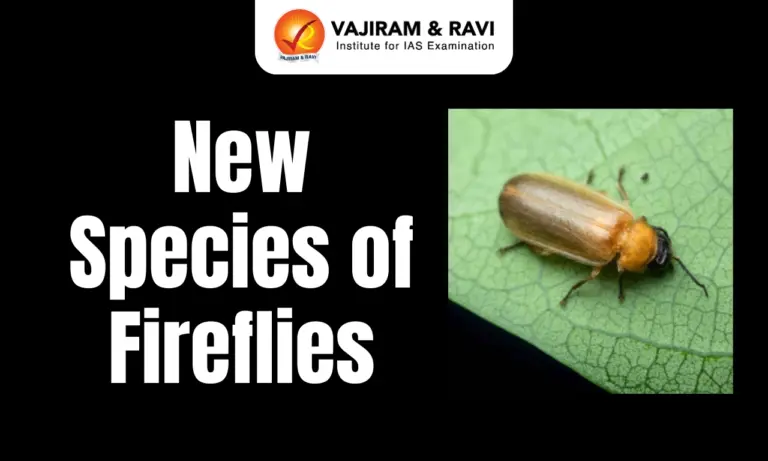 New Species of Fireflies