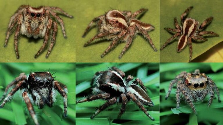 New Species of Jumping Spiders