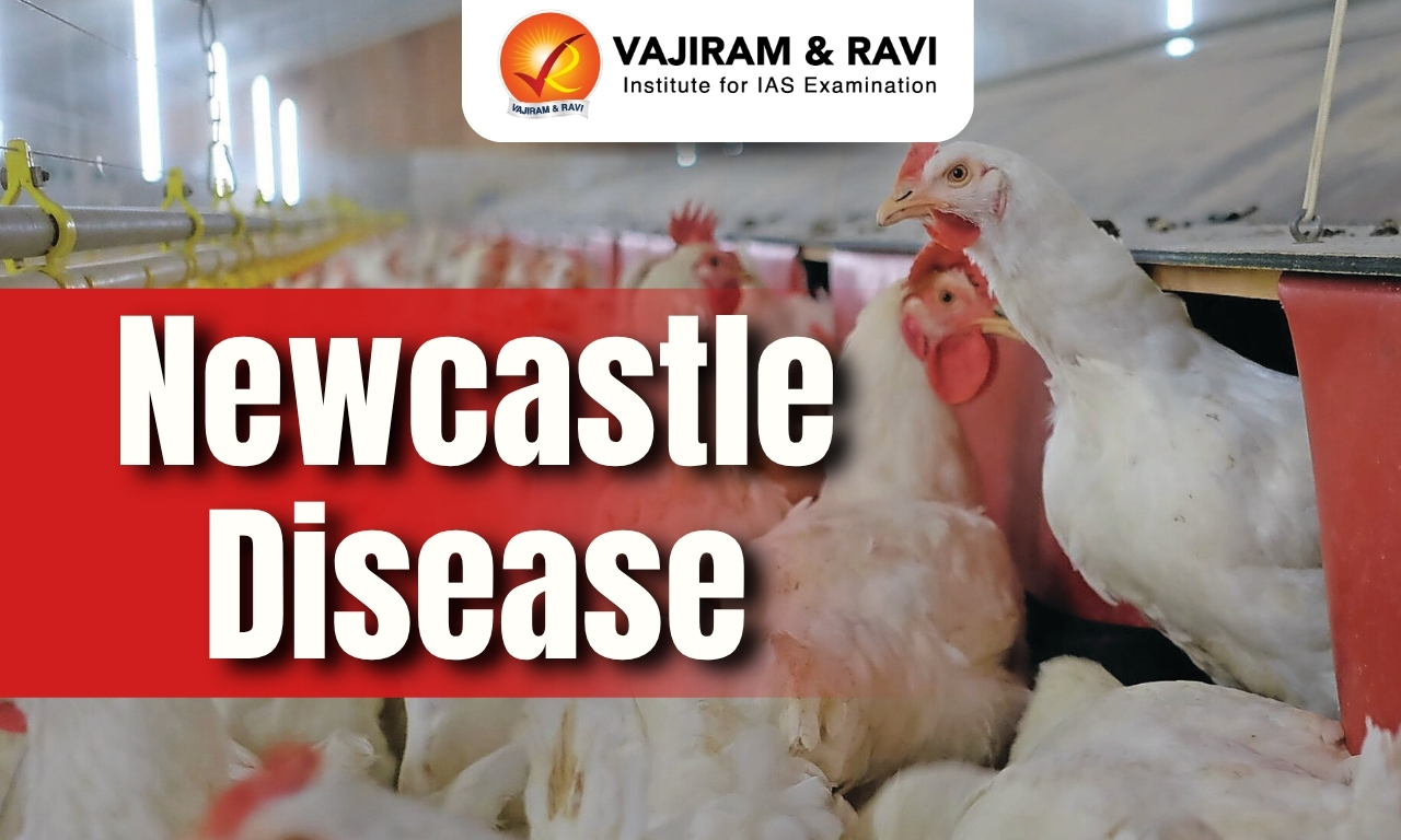 Newcastle Disease