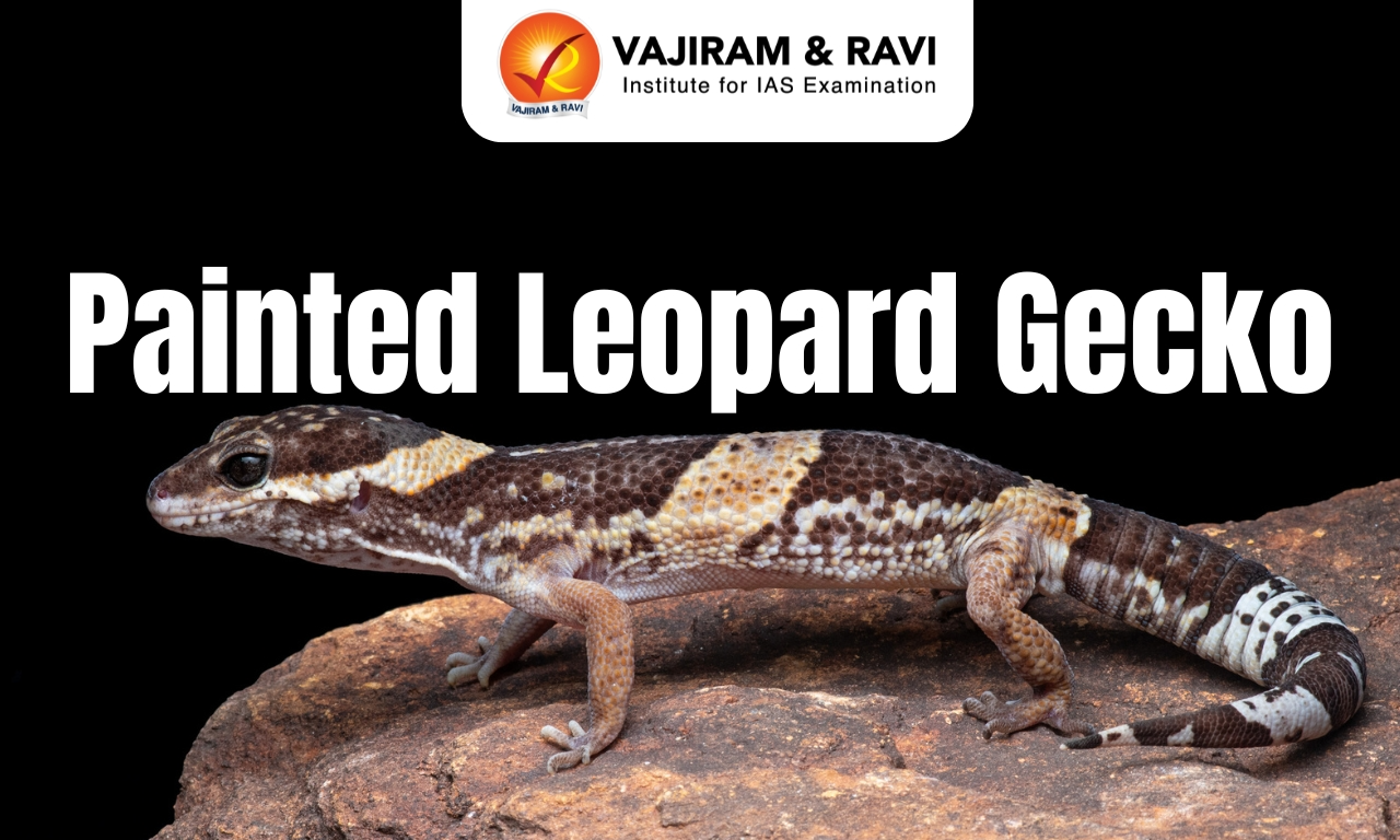 Painted Leopard Gecko