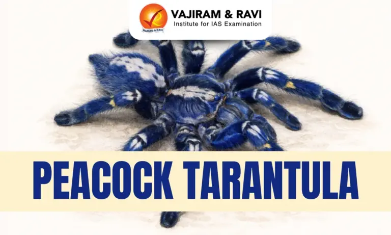 Peacock Tarantula