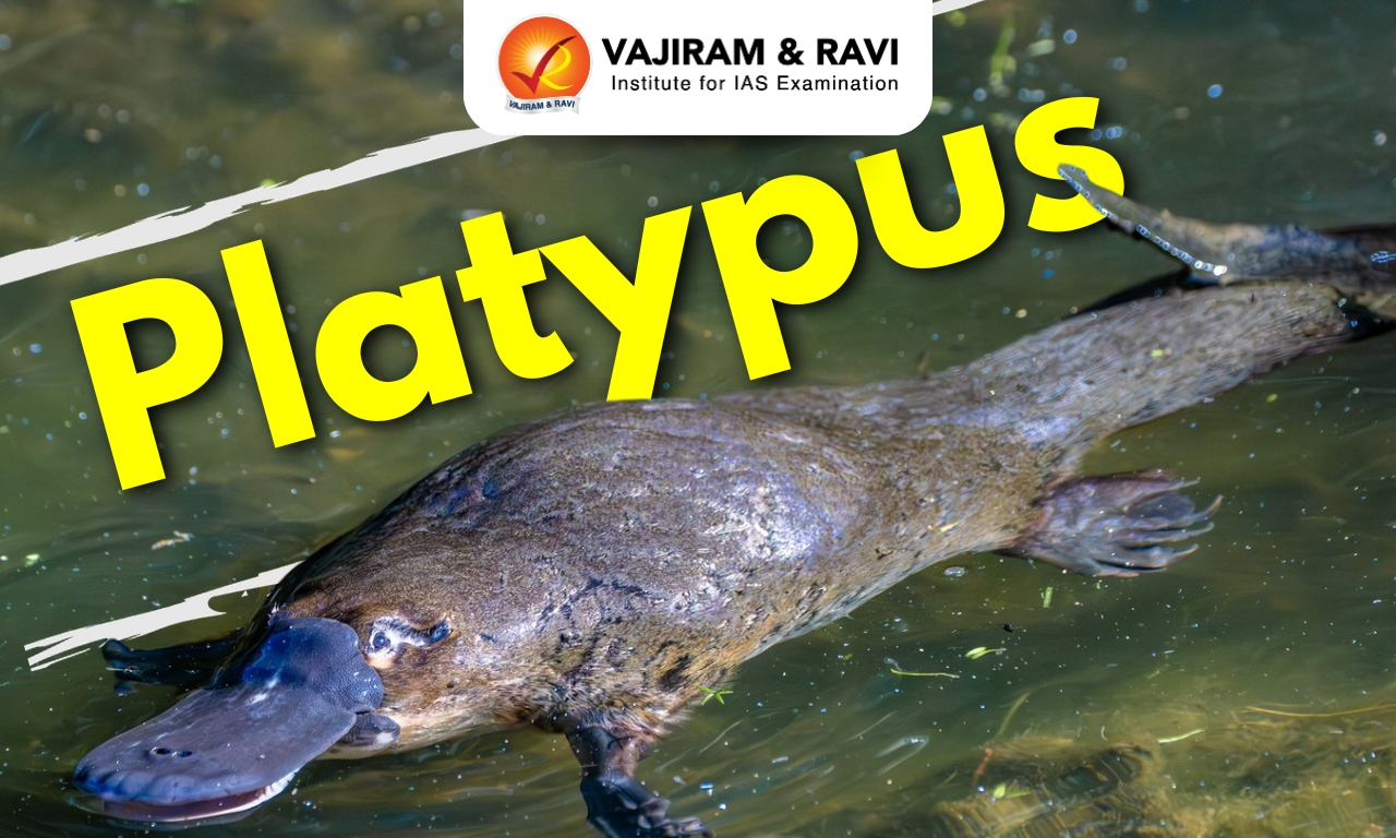 Platypus