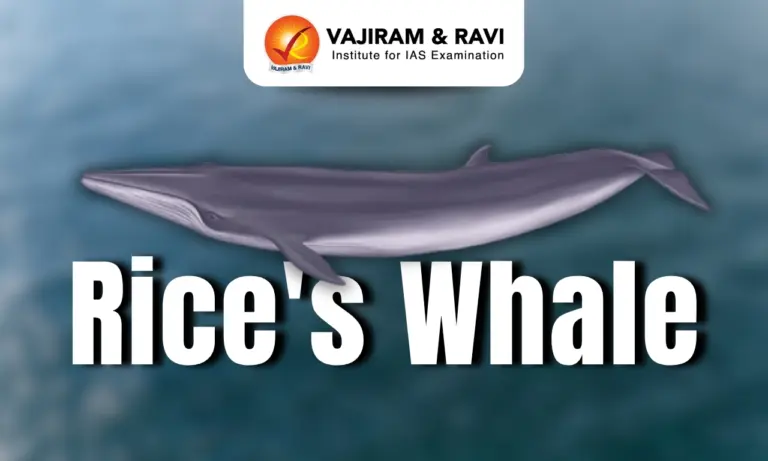 Rice's Whale