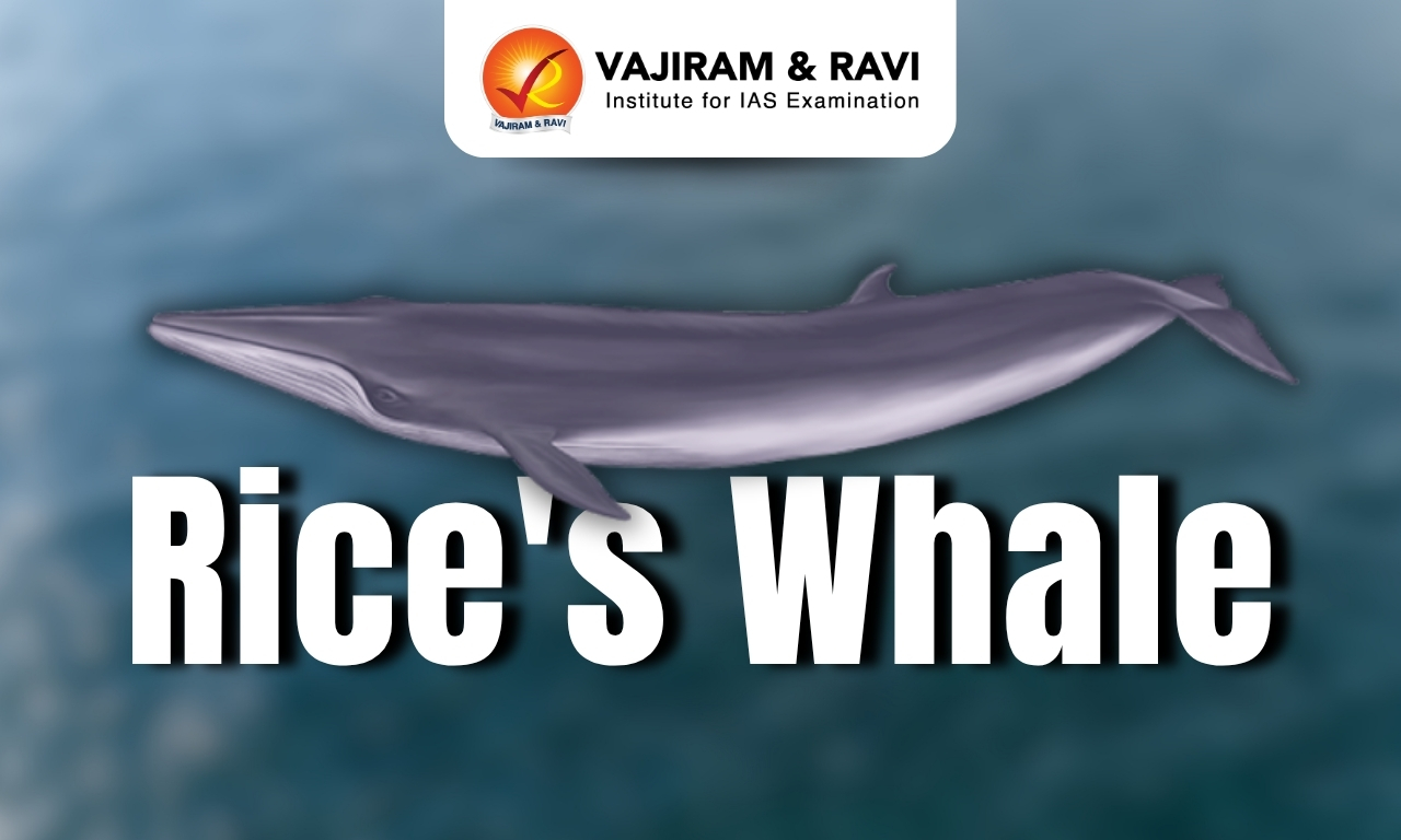Rice's Whale
