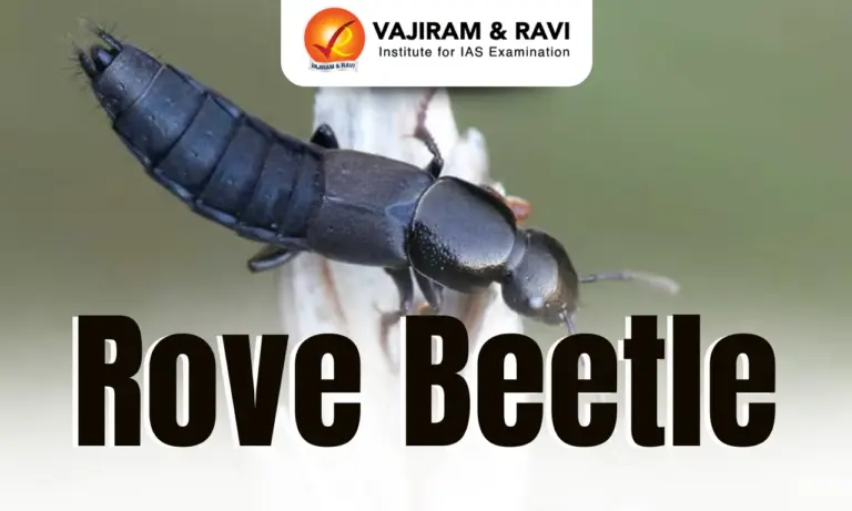 Rove Beetle