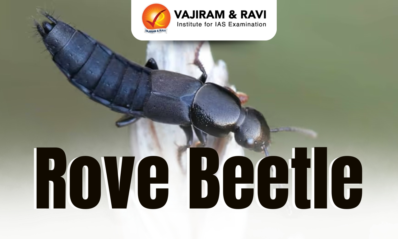 Rove Beetle