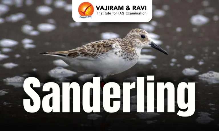 Sanderling