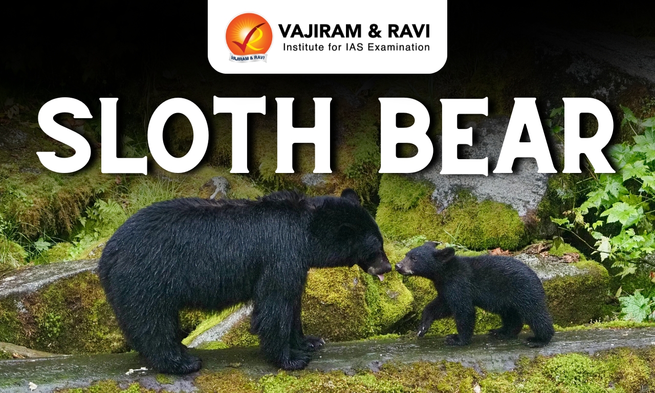 Sloth Bear