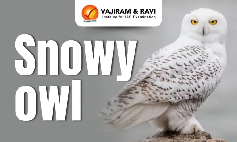 Snowy Owl