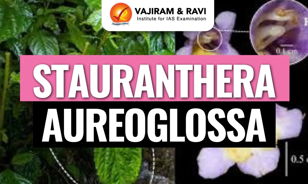 Stauranthera aureoglossa