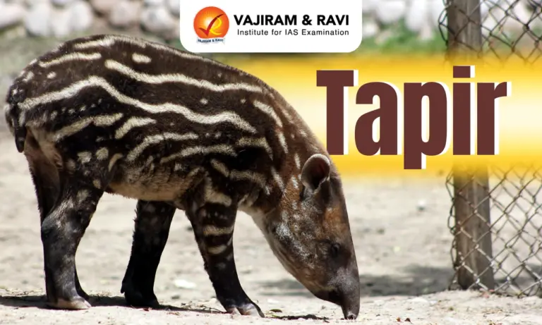 Tapir