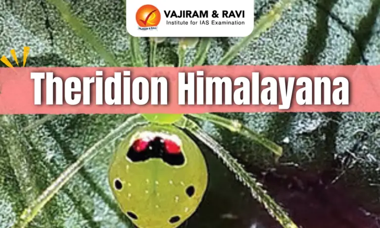 Theridion Himalayana