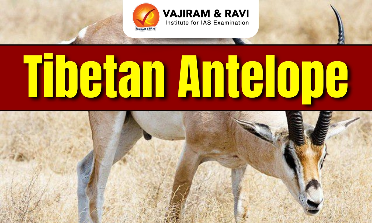 Tibetan Antelope