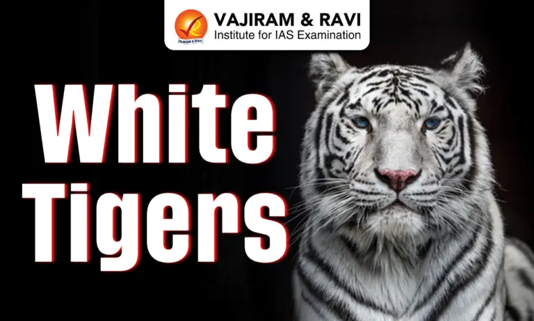 White Tigers