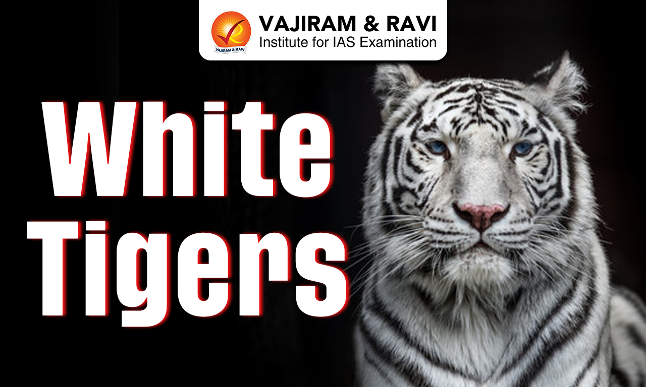 White Tigers