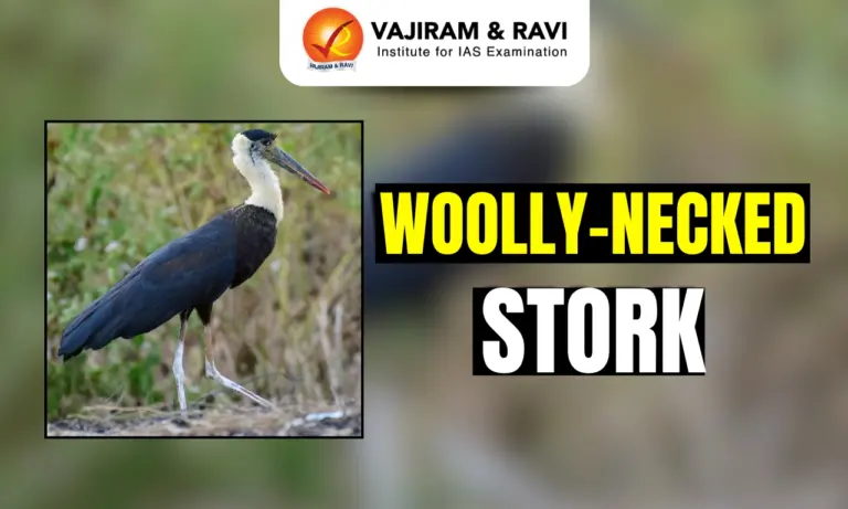 Woolly-Necked Stork