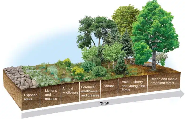 Ecological Succession Diagram