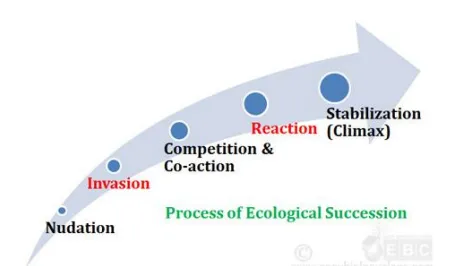 Ecological succession Stages