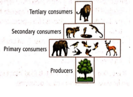 Pyramid of Numbers in Forest Ecosystem (Spindle-shaped)