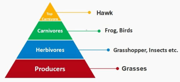 Pyramid of Numbers in Grassland Ecosystem (Upright)