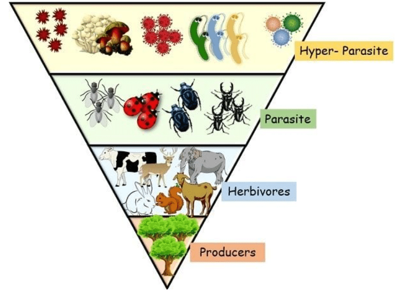 Pyramid of Numbers in a Parasitic Food Chain (Inverted)