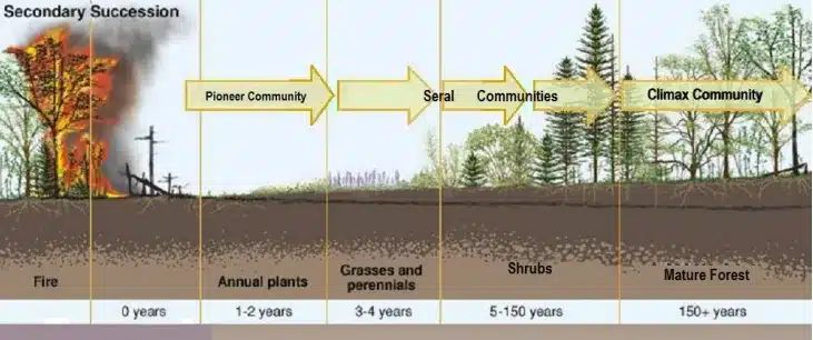 Secondary Succession Diagram