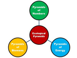 Ecological Pyramids Types