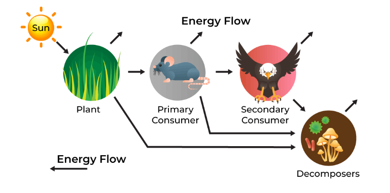 Energy Flow in Ecosystem
