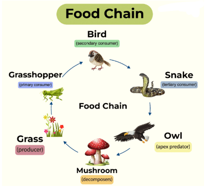 Food Chain