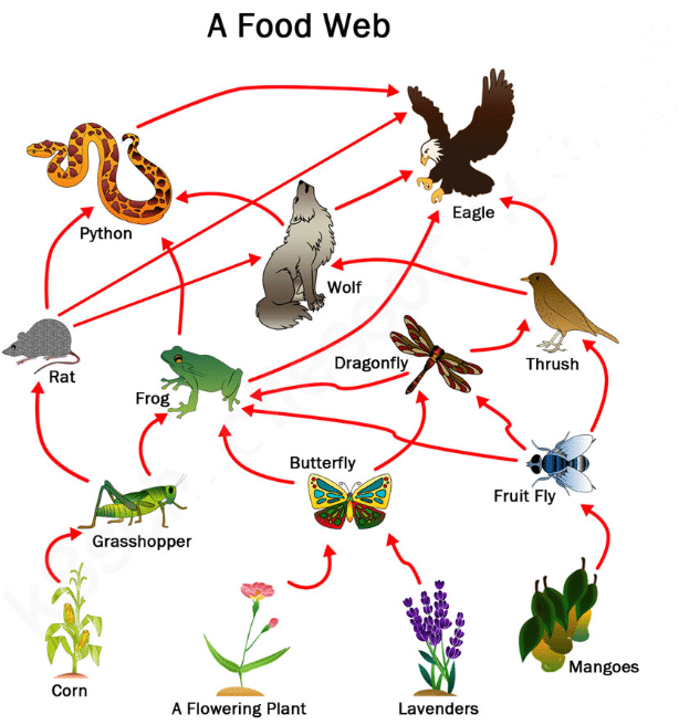 Food Web