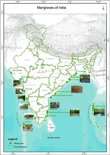 Mangrove Forest in India