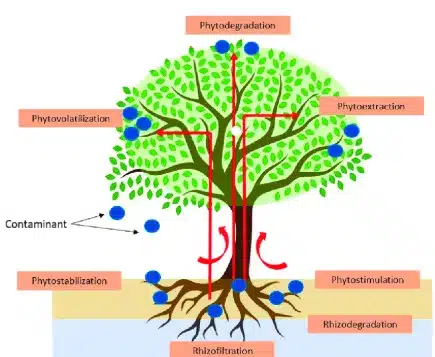 Phytoremediation